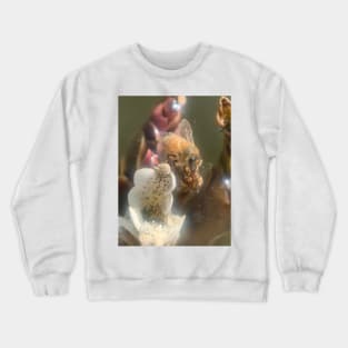 Honey Bee on A Water Plant Crewneck Sweatshirt